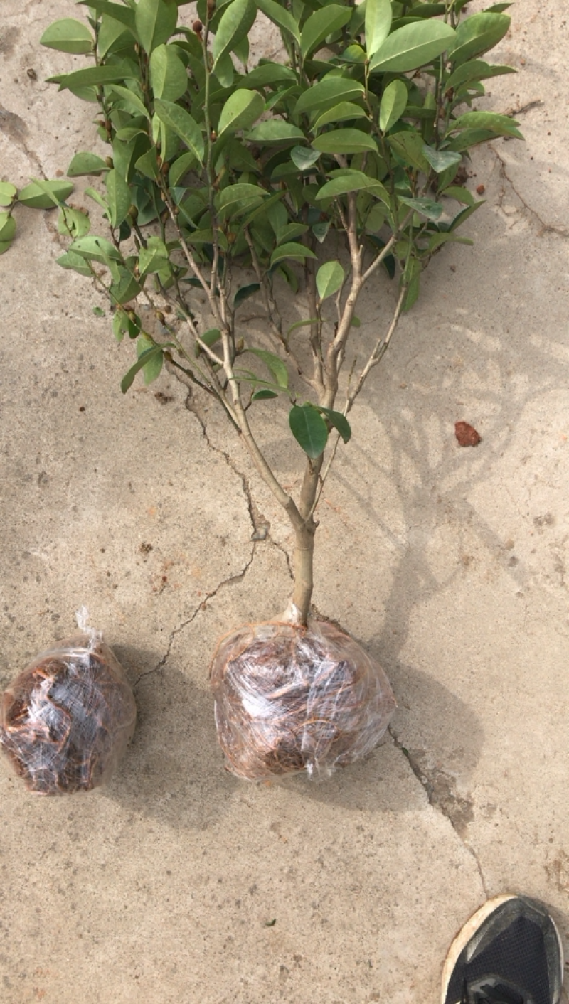 含笑树苗带花苞发货免费包邮含笑花苗