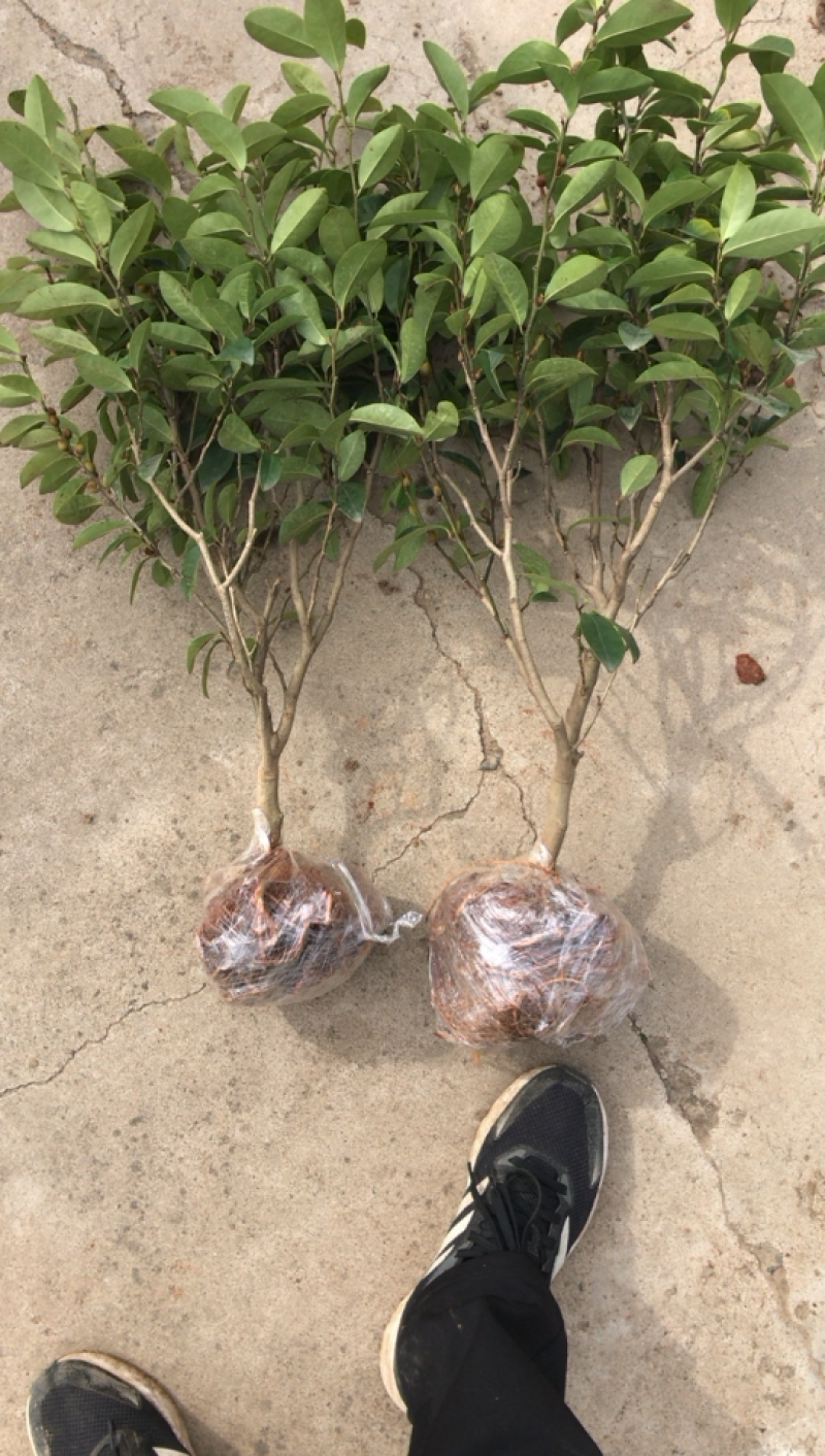 含笑树苗带花苞发货免费包邮含笑花苗