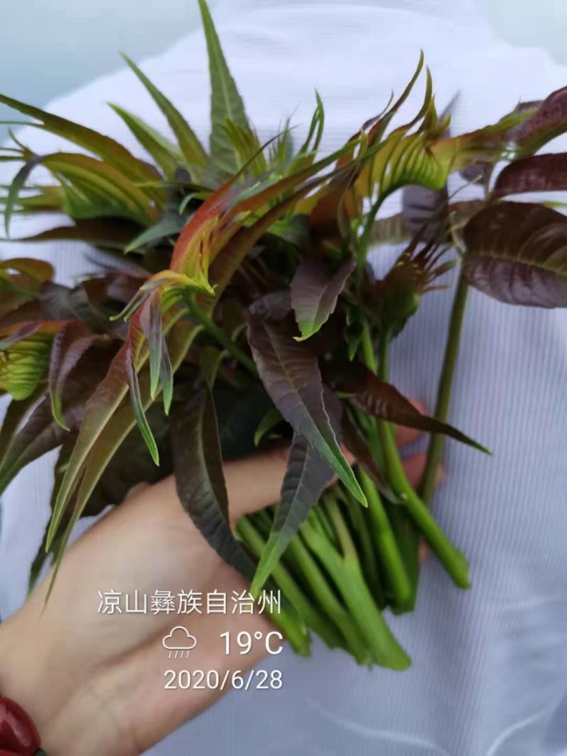 四季香椿苗红油香椿苗芽基地真直销