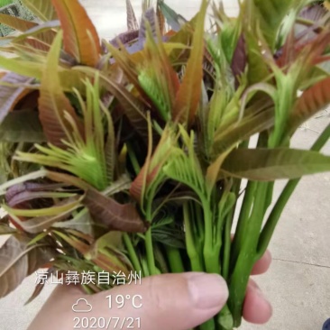 四季香椿苗红油香椿苗芽基地真直销