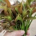 四季香椿苗红油香椿苗芽基地真直销