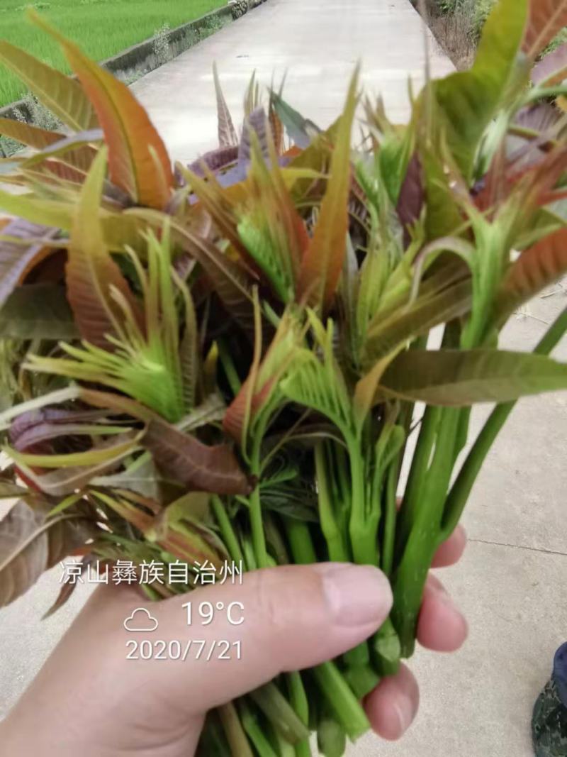 四季香椿苗红油香椿苗芽基地真直销