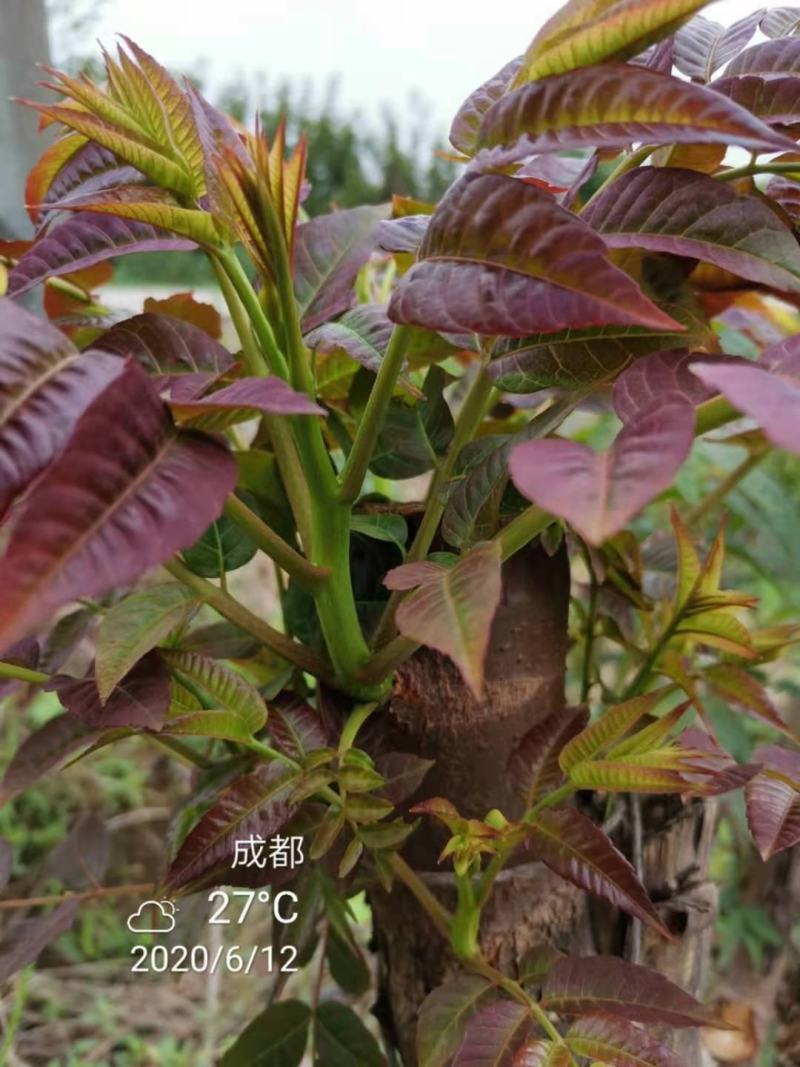四季香椿苗红油香椿苗芽基地真直销