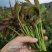 四季香椿苗红油香椿苗芽基地真直销