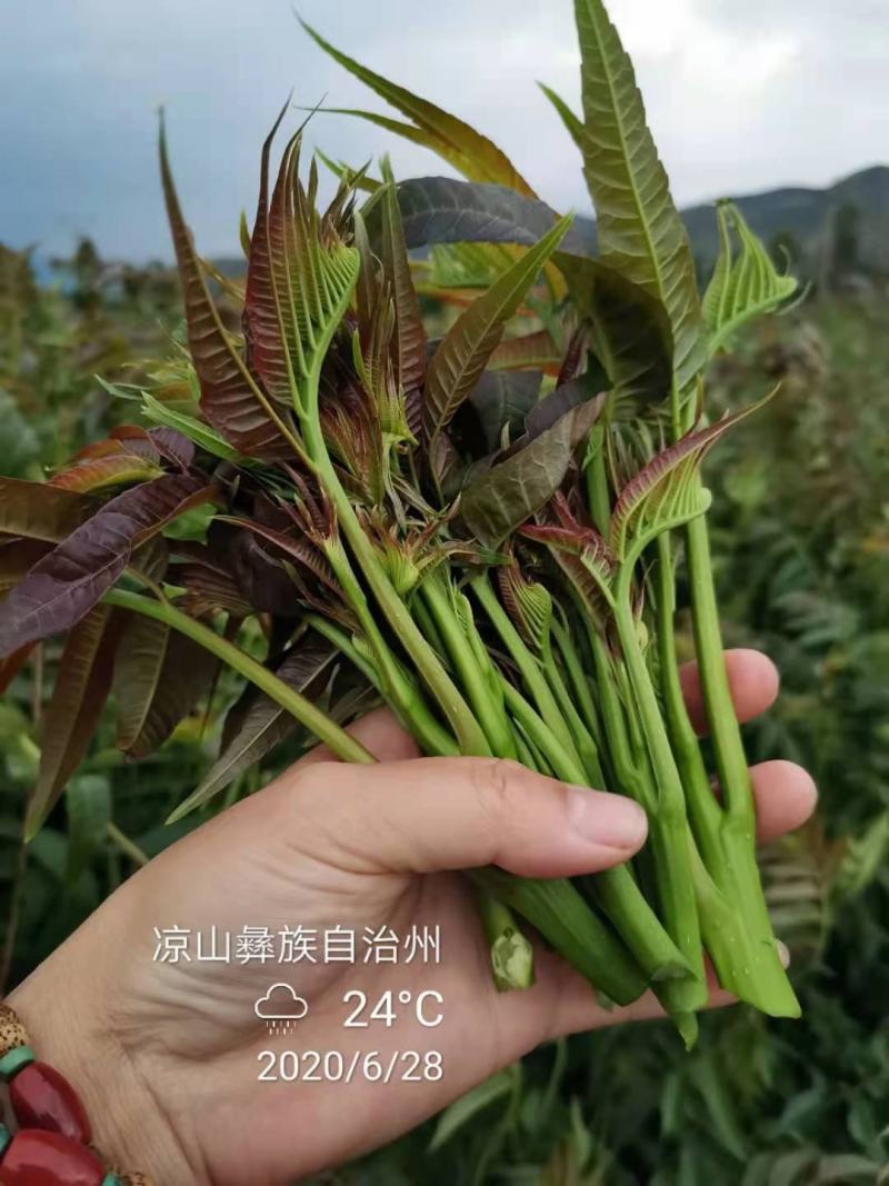 四季香椿苗红油香椿苗芽基地真直销