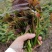 四季香椿苗红油香椿苗芽基地真直销