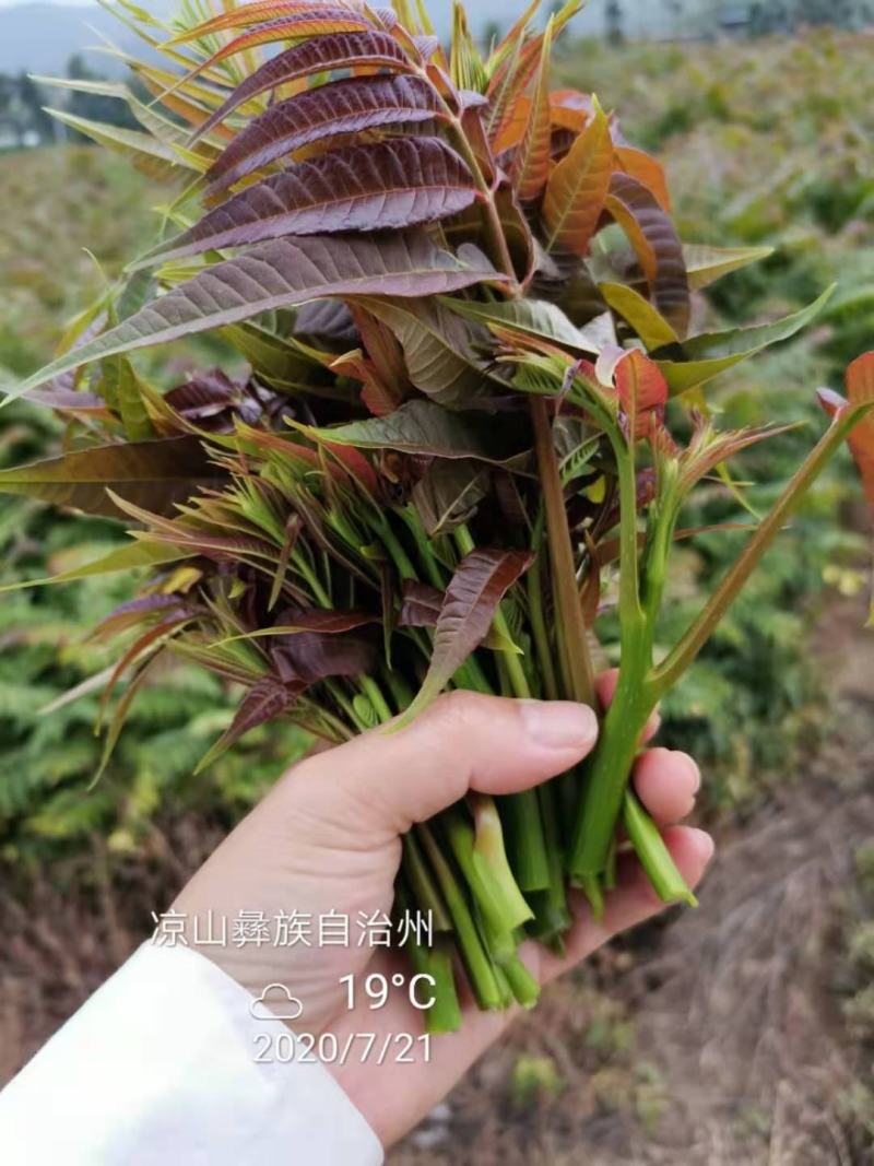 四季香椿苗红油香椿苗芽基地真直销