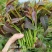 四季香椿苗红油香椿苗芽基地真直销