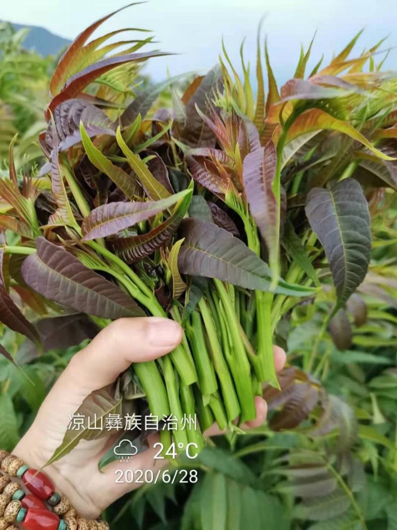 四季香椿苗红油香椿苗芽基地真直销