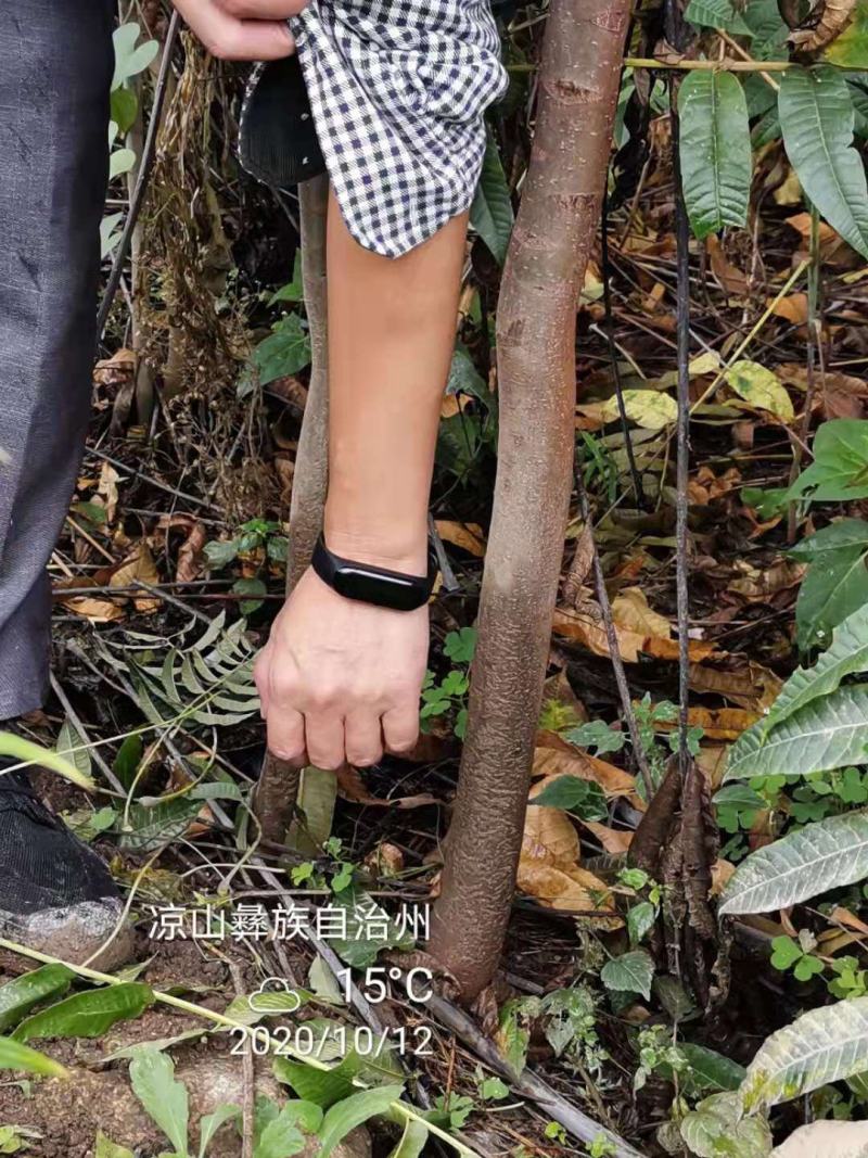 四季香椿苗红油香椿苗芽基地真直销