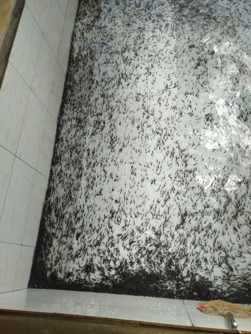 黄优一号黄桑鱼苗黄骨鱼苗厂家直供欢迎实地考察参观