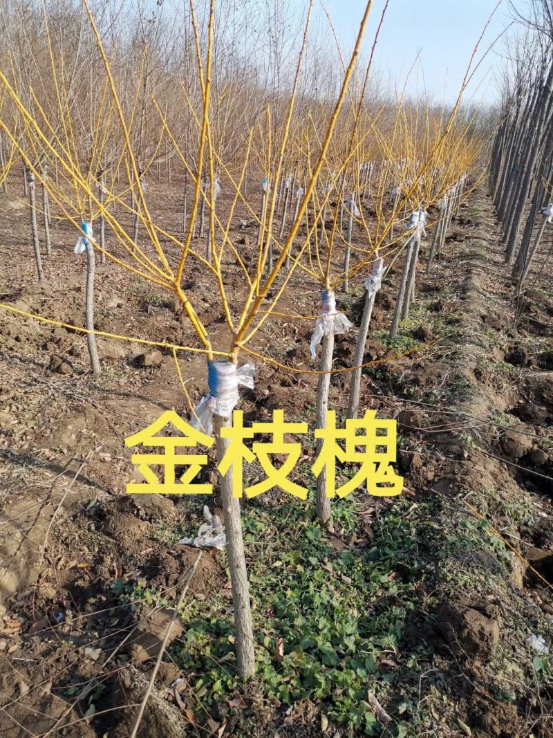 金枝国槐，黄金槐，高杆金枝国槐，矮杆金枝国槐，