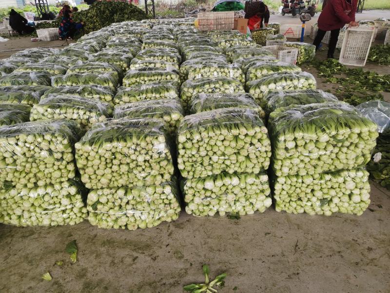 山东基地，常年供应，上海青，小油菜保质保量