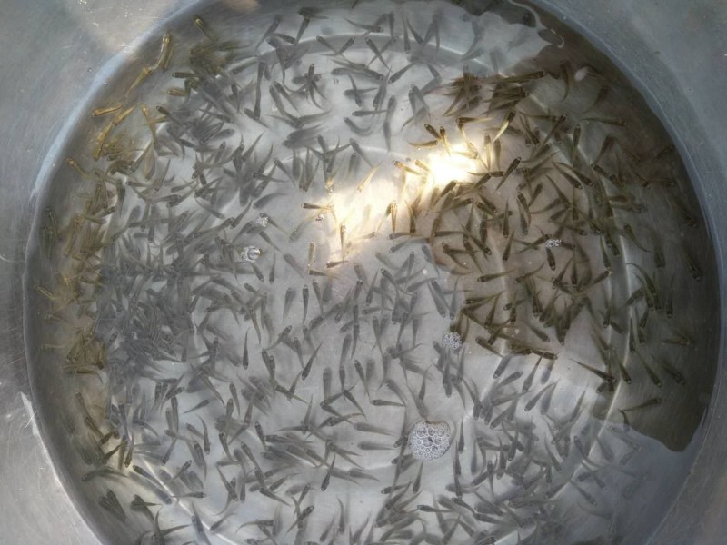 黄骨鱼苗黄颡鱼鱼苗3-5公分大苗现货直销欢迎实地考察