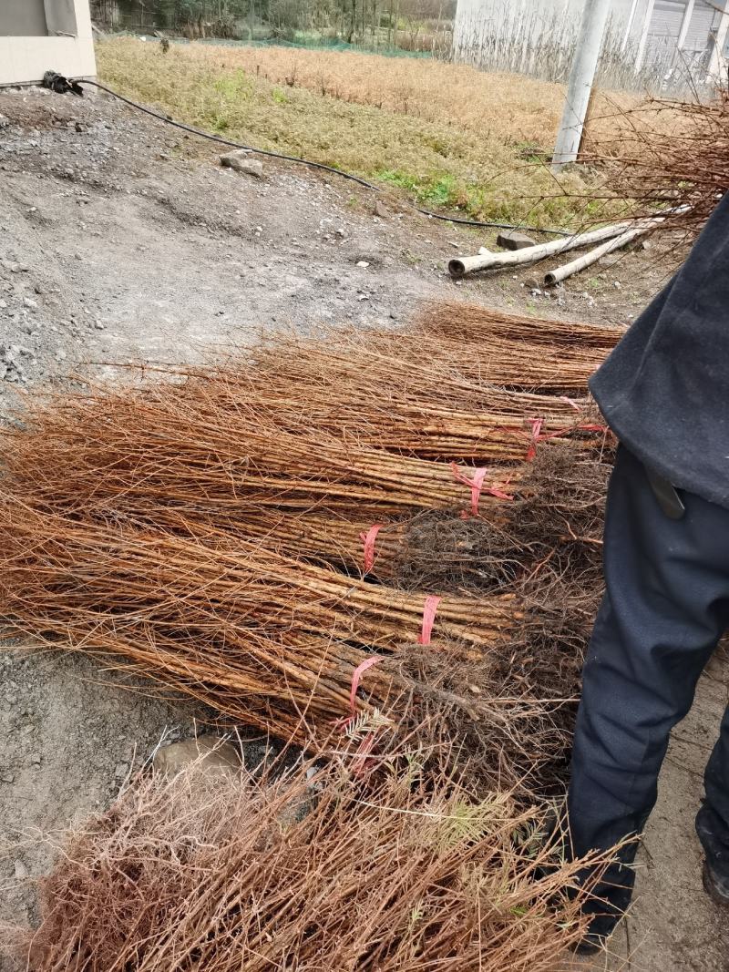 源头水杉苗木基地直销，100棵包邮，70-80公分。