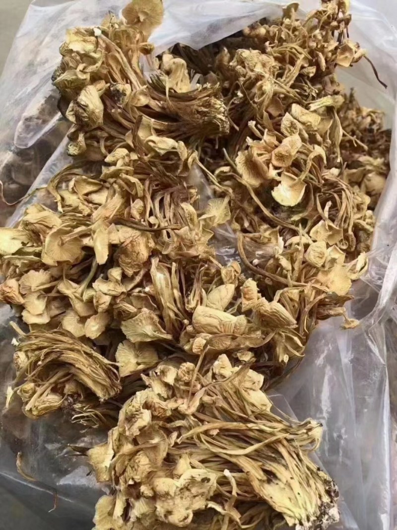 茶树菇金针菇江湖地摊跑量产品一手货源