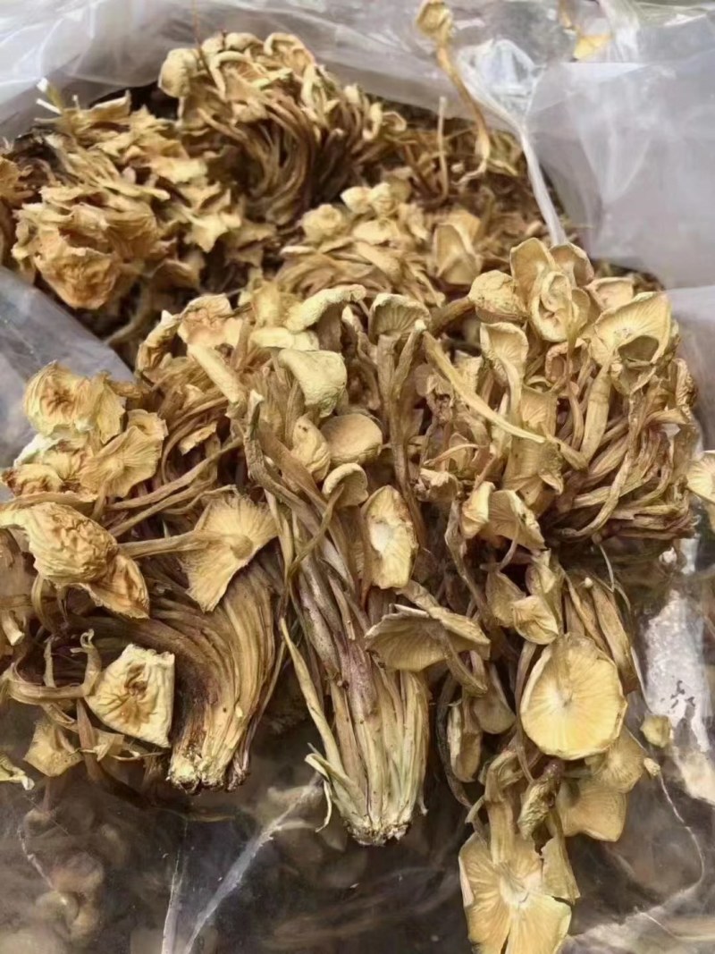 茶树菇金针菇江湖地摊跑量产品一手货源