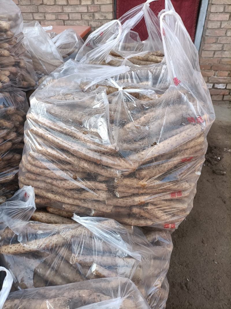 麻山药精品小白头，大量上市。。。