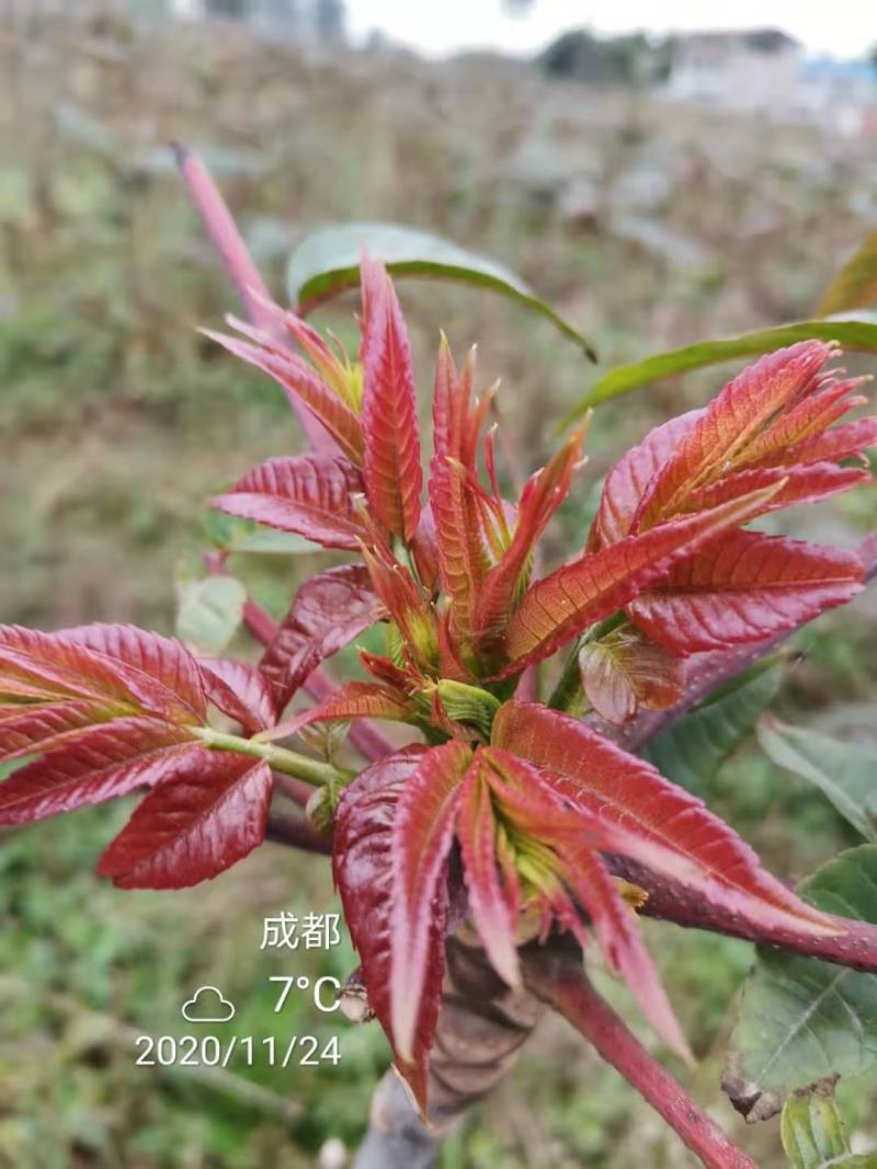 攀西动植物研究所四季香椿树苗供应