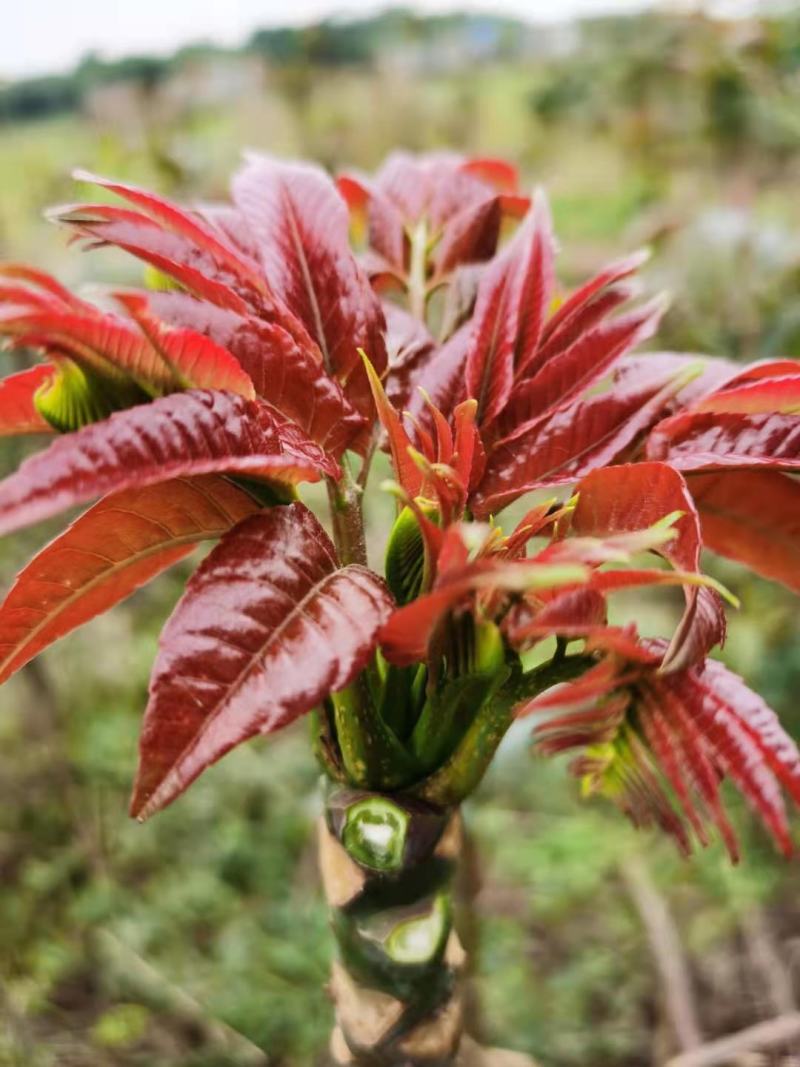 攀西动植物研究所四季香椿树苗供应