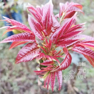 攀西动植物研究所四季香椿树苗供应