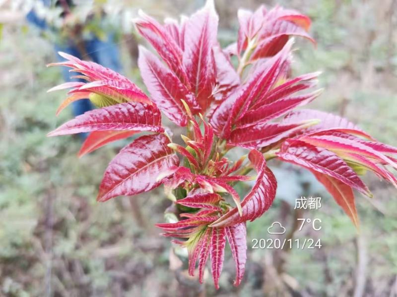 攀西动植物研究所四季香椿树苗供应