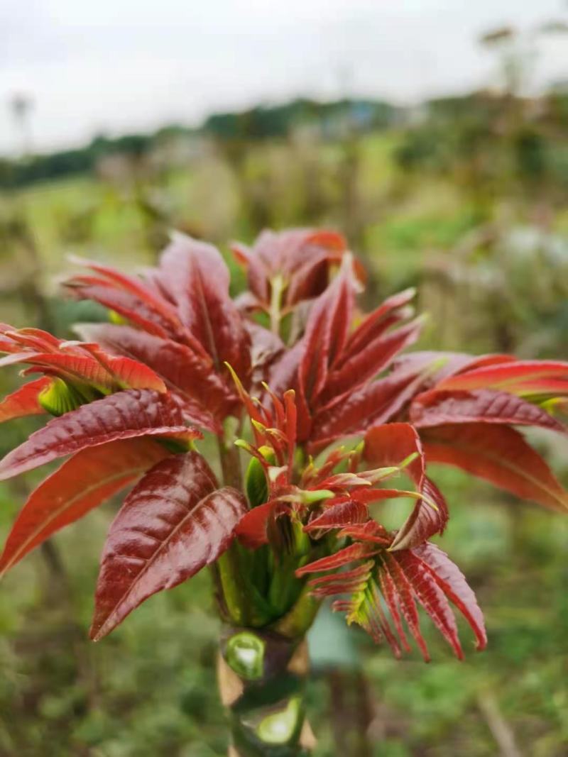 攀西动植物研究所四季香椿树苗供应