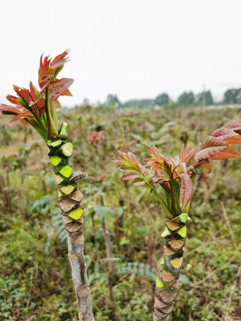攀西动植物研究所四季香椿树苗供应