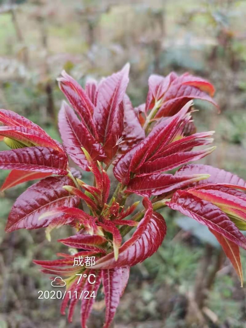 攀西动植物研究所四季香椿树苗供应
