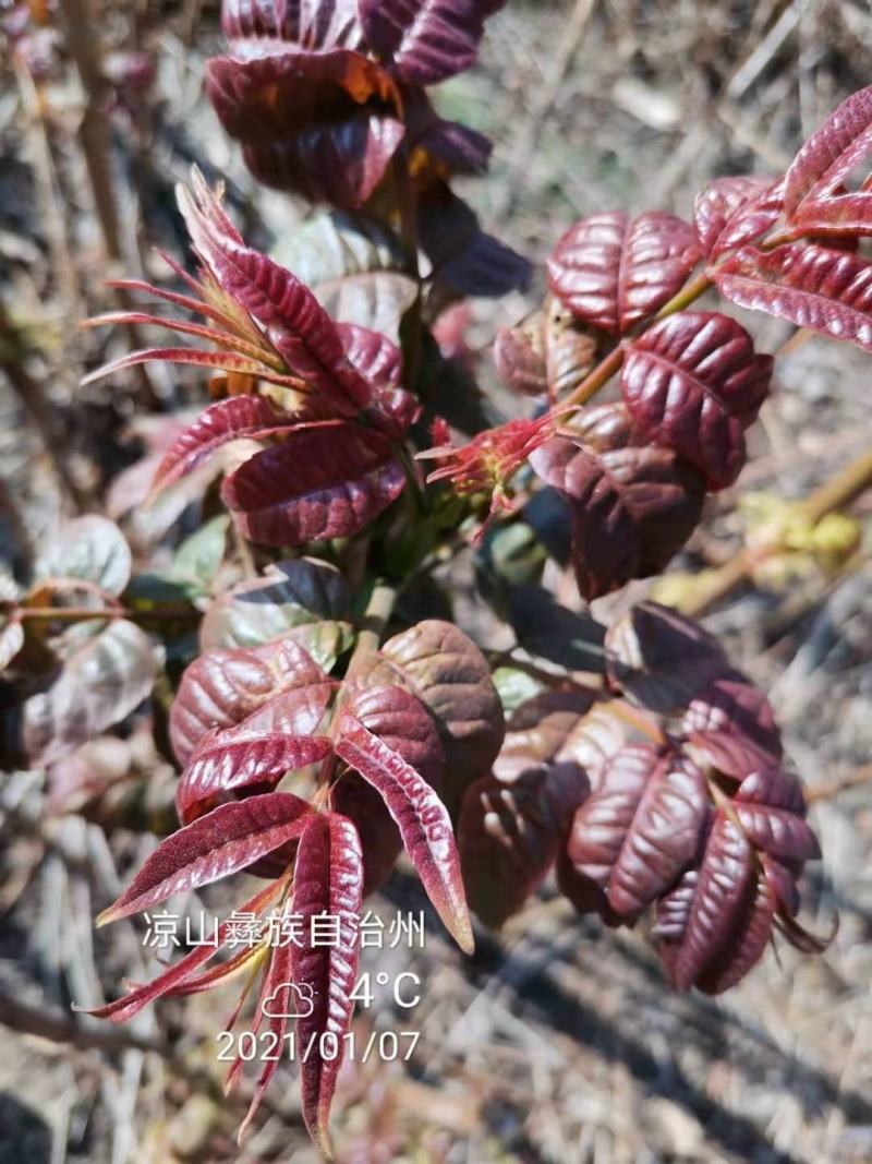 攀西动植物研究所四季香椿树苗供应