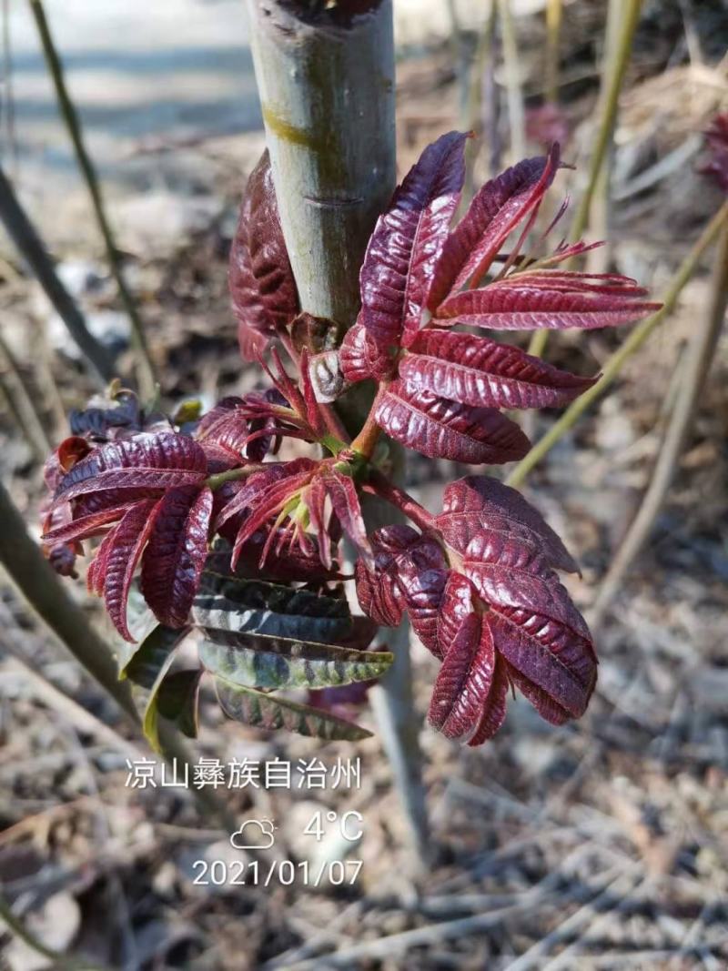 攀西动植物研究所四季香椿树苗供应