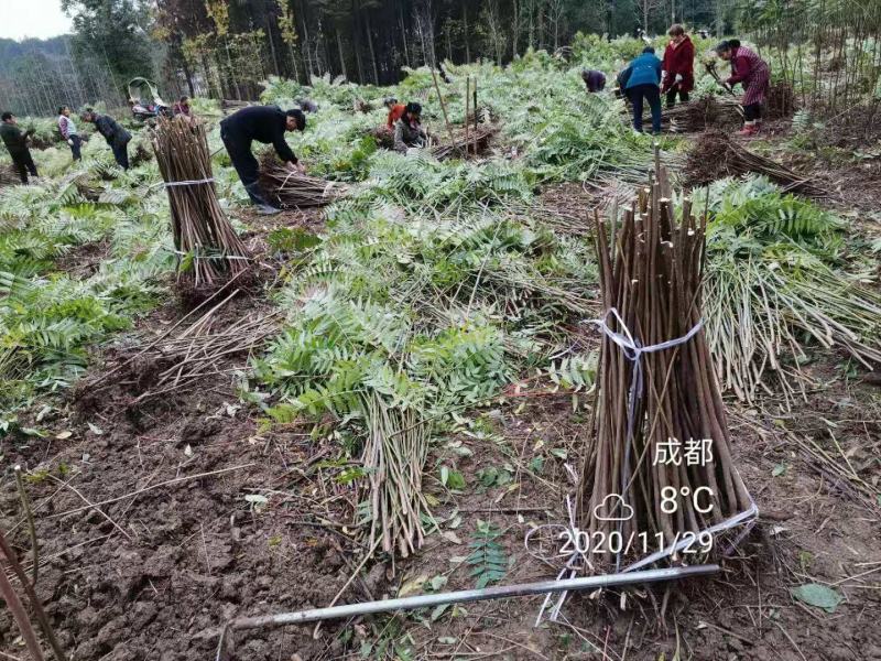攀西动植物研究所四季香椿树苗供应