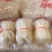豌豆粉丝火锅粉地摊热卖销售10元三把模式粉丝批发