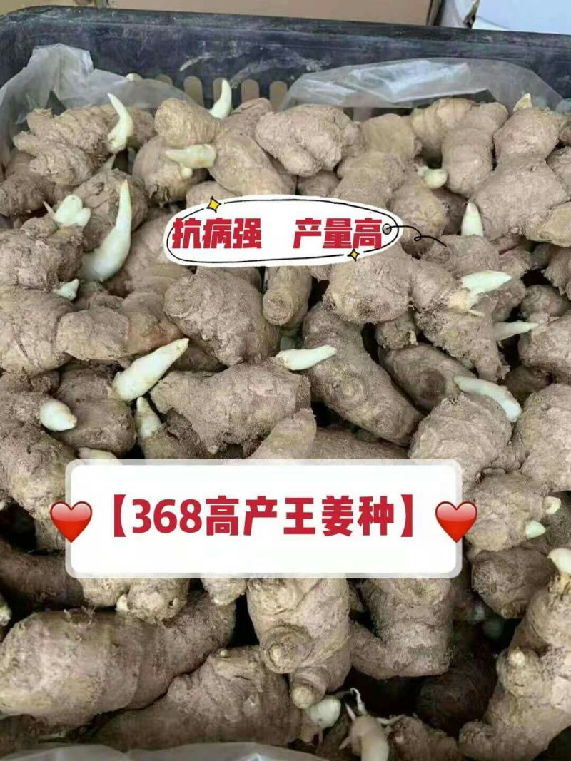 湖南2号姜种高产姜种，亩产过万抗病能力强，面向全国发货