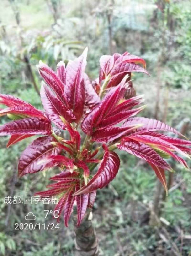 四川攀西动植物研究所四季香椿树苗