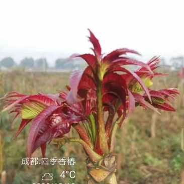 四川攀西动植物研究所四季香椿树苗