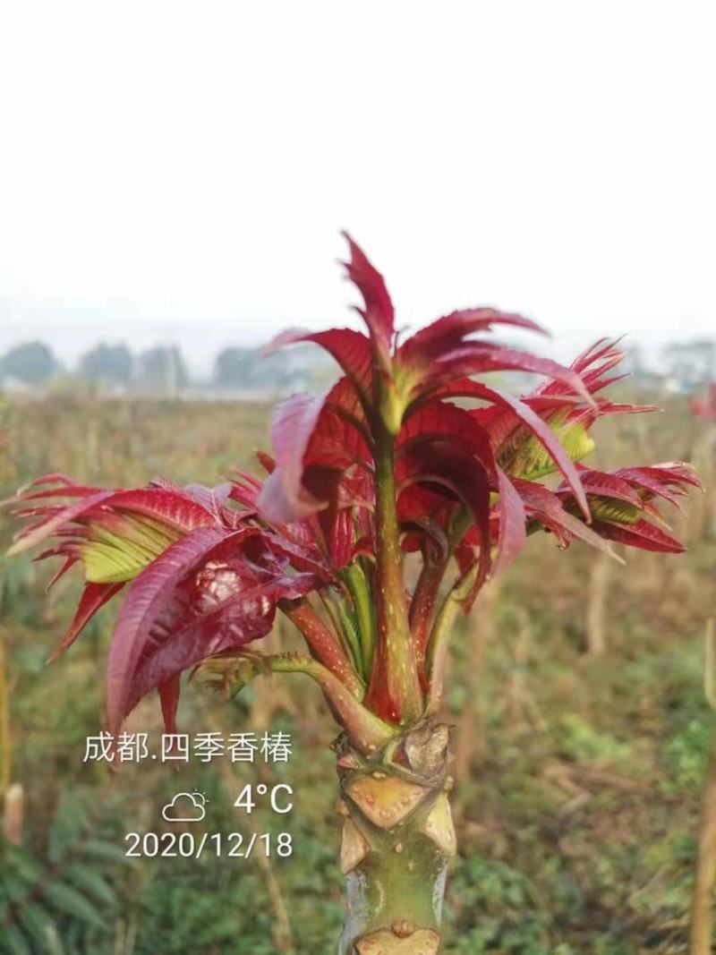 四川攀西动植物研究所四季香椿树苗