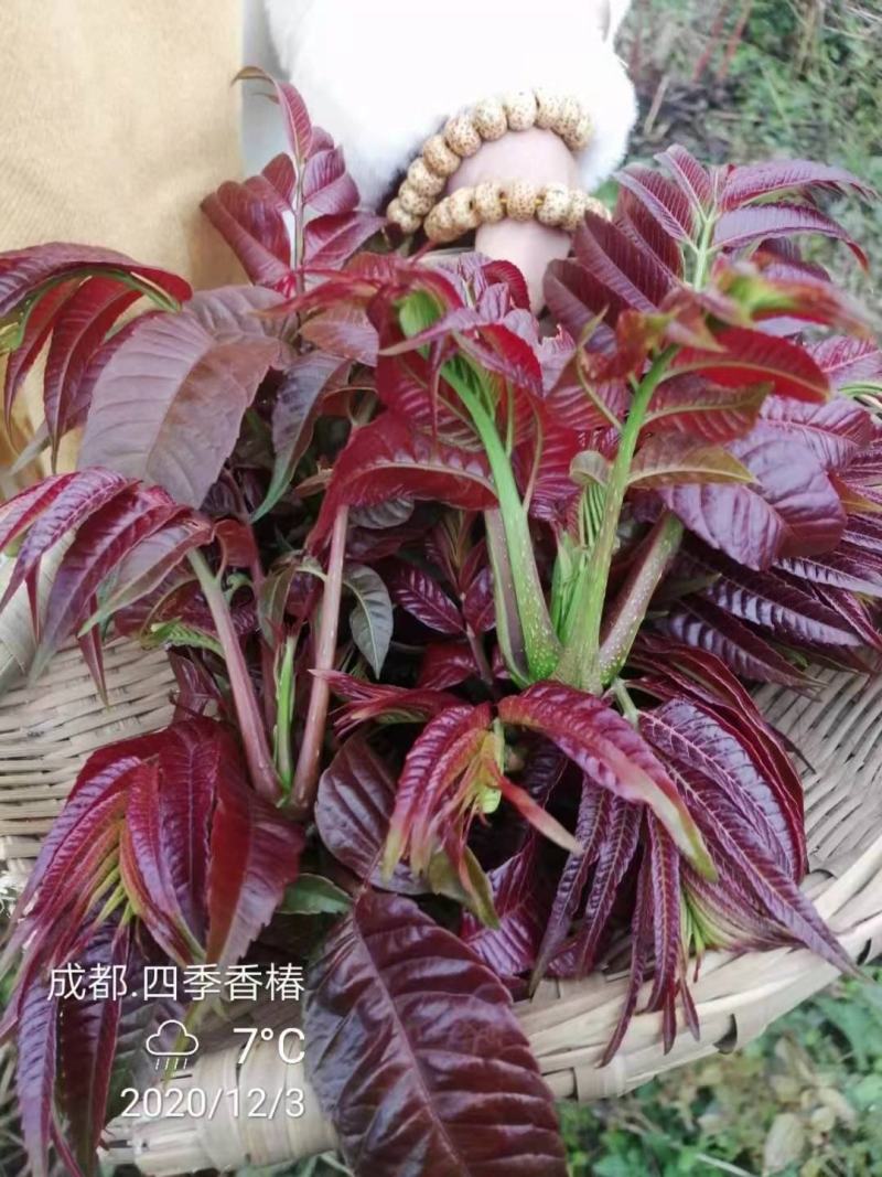 四川攀西动植物研究所四季香椿树苗