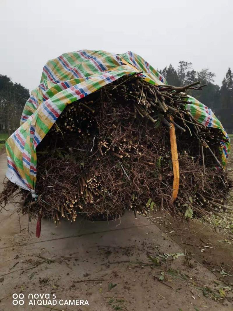 四川攀西动植物研究所四季香椿树苗