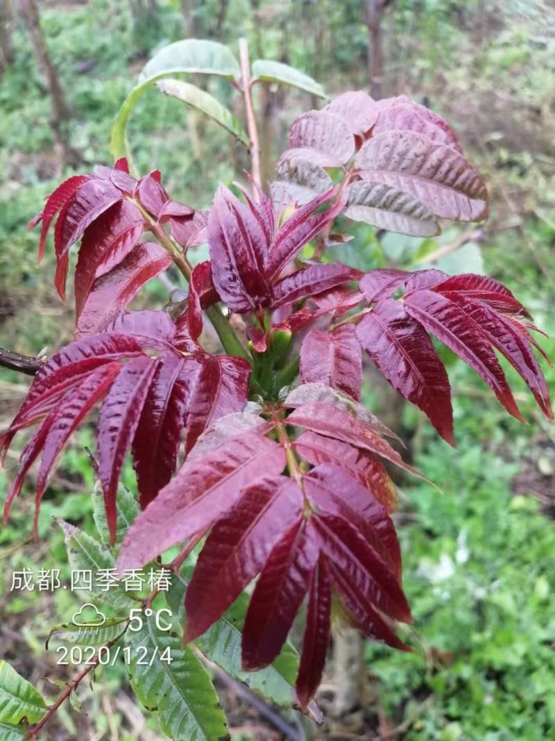 四川攀西动植物研究所四季香椿树苗