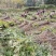 四川攀西动植物研究所四季香椿树苗