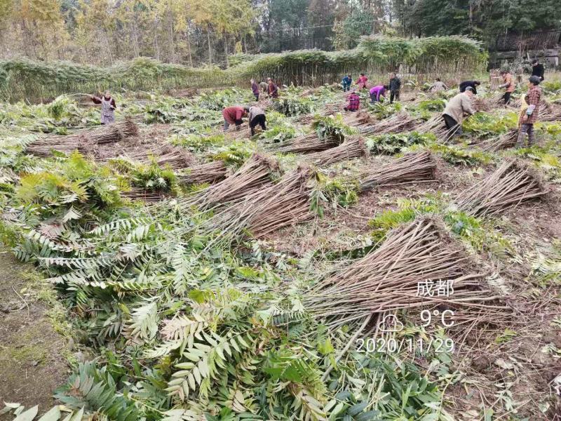 四川攀西动植物研究所四季香椿树苗