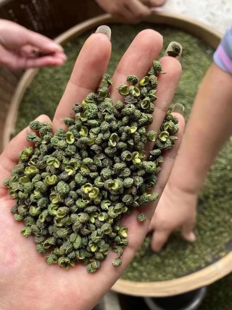 干青花椒，汉源青花椒，卖10元一碗模式，地摊火爆产品