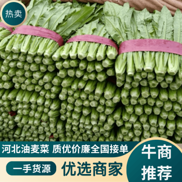 【实力代办】河北油麦菜货源充足常年稳定供货全国接单