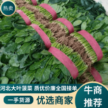 【精品】河北菠菜规格齐全货源充足稳定供货对接商超档口