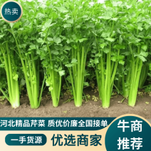 【精品】河北芹菜60cm以上诚信代办产地直销欢迎致电