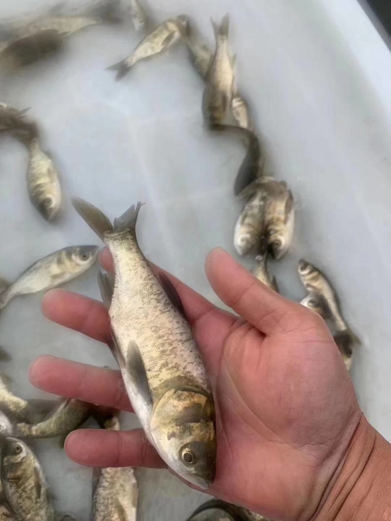 【荐】花鲢大头鱼浙江花鲢鱼苗网箱养殖花鲢活体货源充足