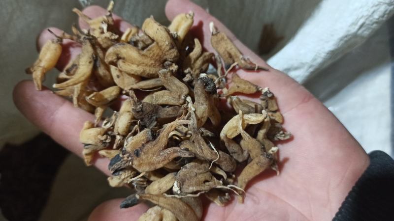 手掌参佛手参正品保障纯野生货可打粉专业批发中药