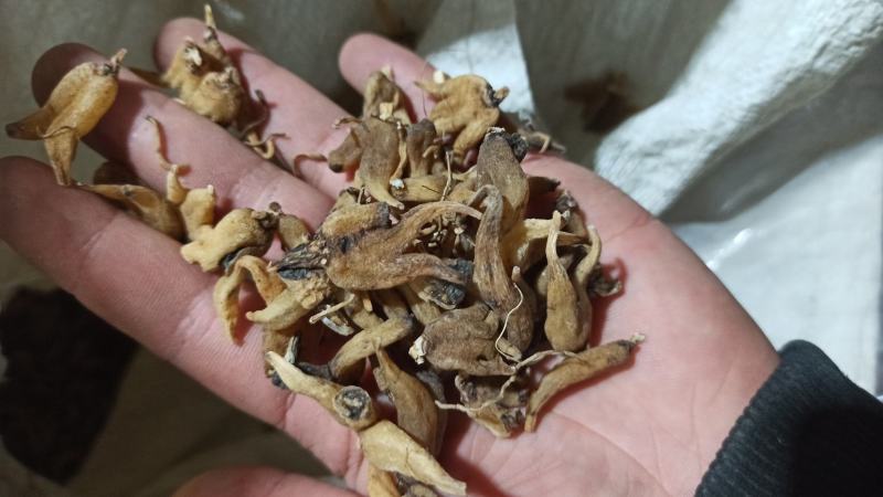 手掌参佛手参正品保障纯野生货可打粉专业批发中药