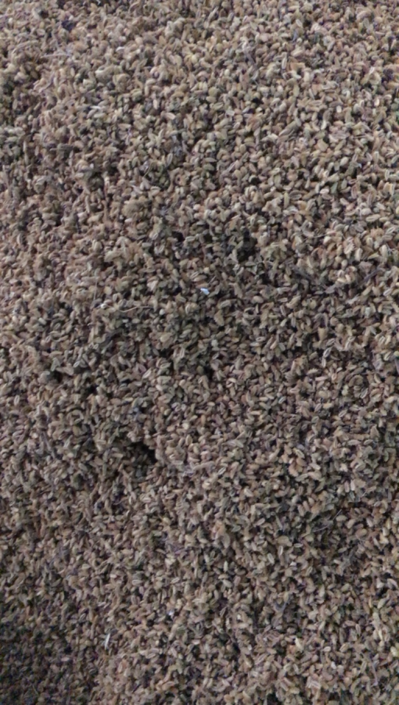 鹤虱鹤虱中药材批发无硫鹤虱摇摆私发无硫鹤虱
